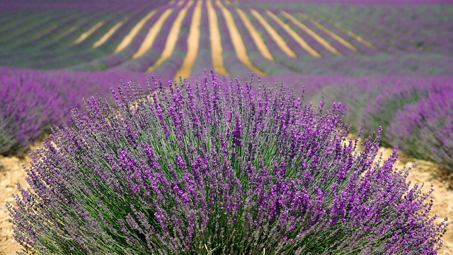 Levandule lékařská (Lavandula angustifolia)